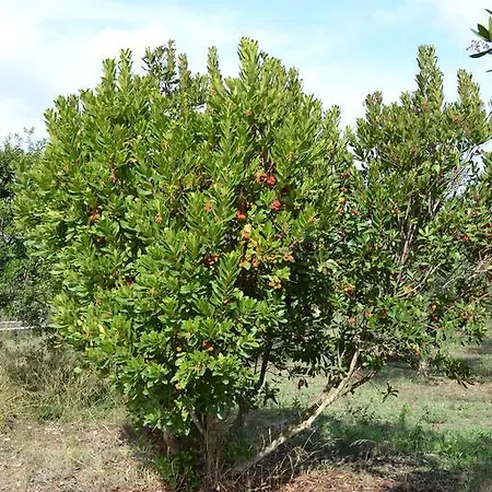 La Scaletta Villa Alghero