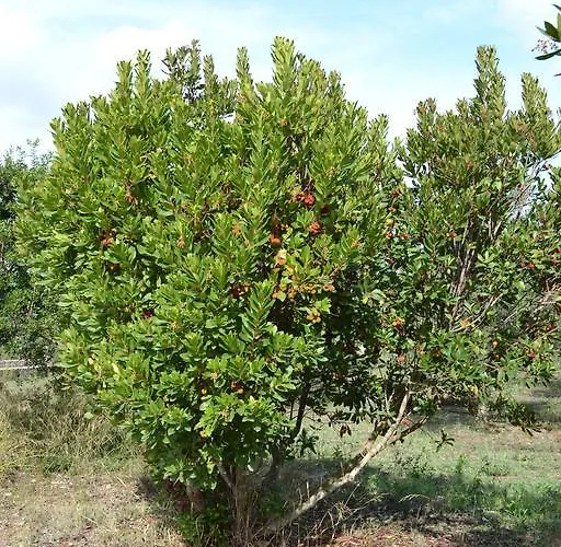 La Scaletta Villa Alghero